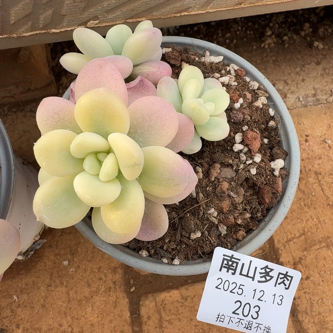 臭***鱼洛神锦1111213-203