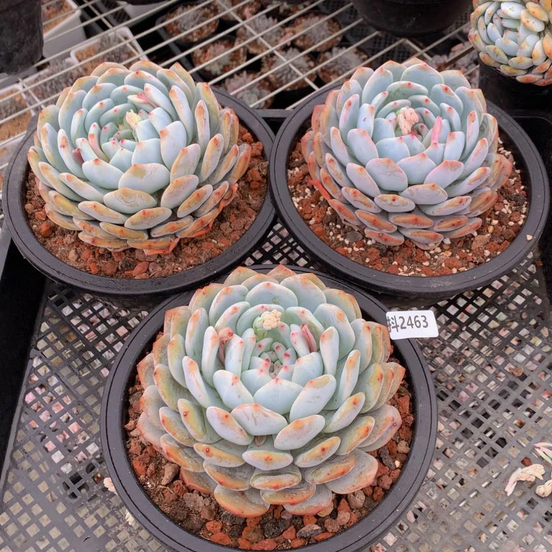 2463单头三个一起做个精致