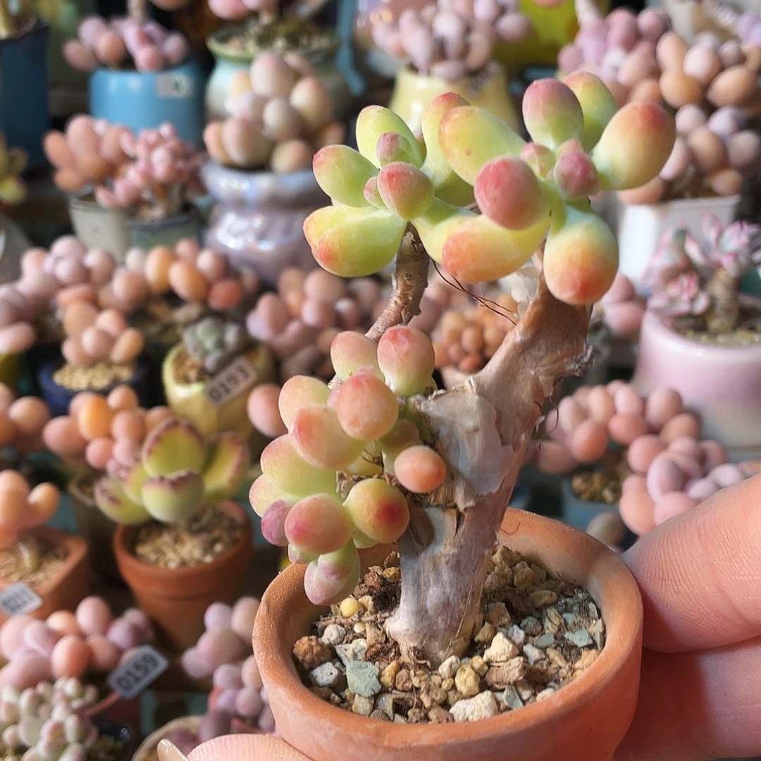 小***吖多肉植物的生长发育和生长发育