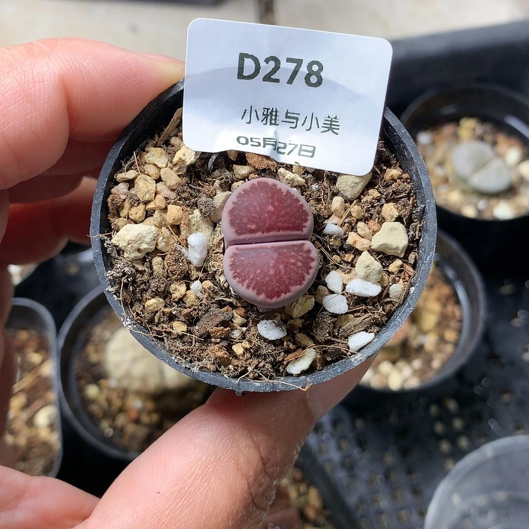 ?***丶D278多肉植物保护研究所