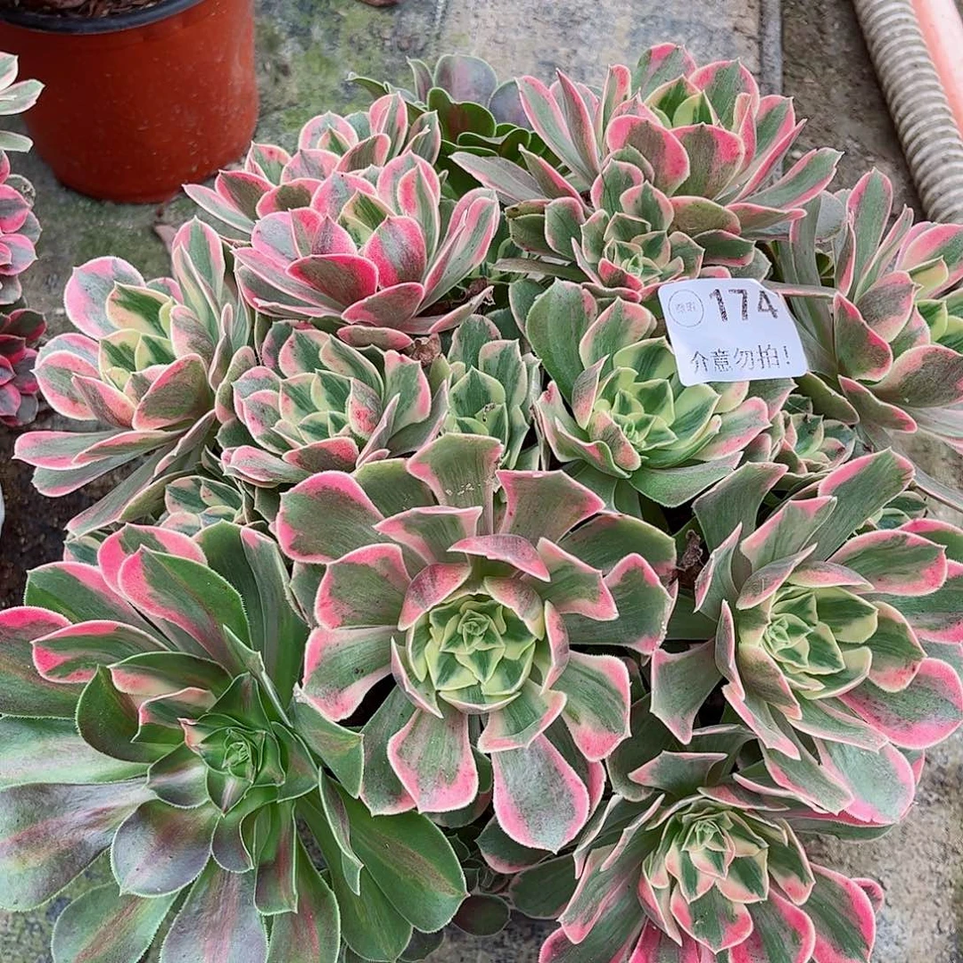 无花朵多肉植物174粉水晶