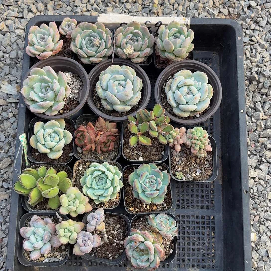 欢迎来到直播间的小伙伴。多肉