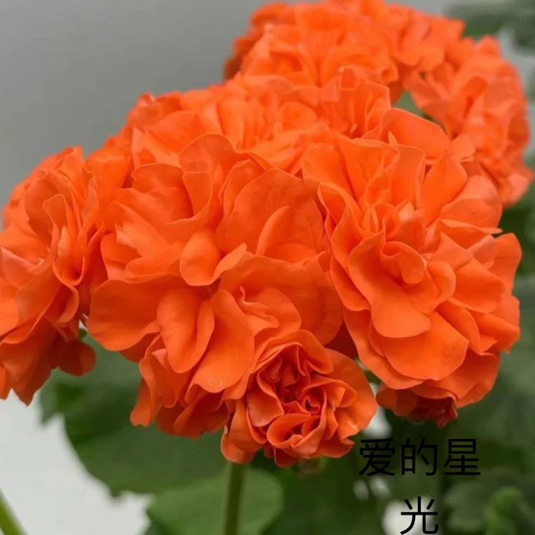 【爱的星光】半兽系品种一颗包邮