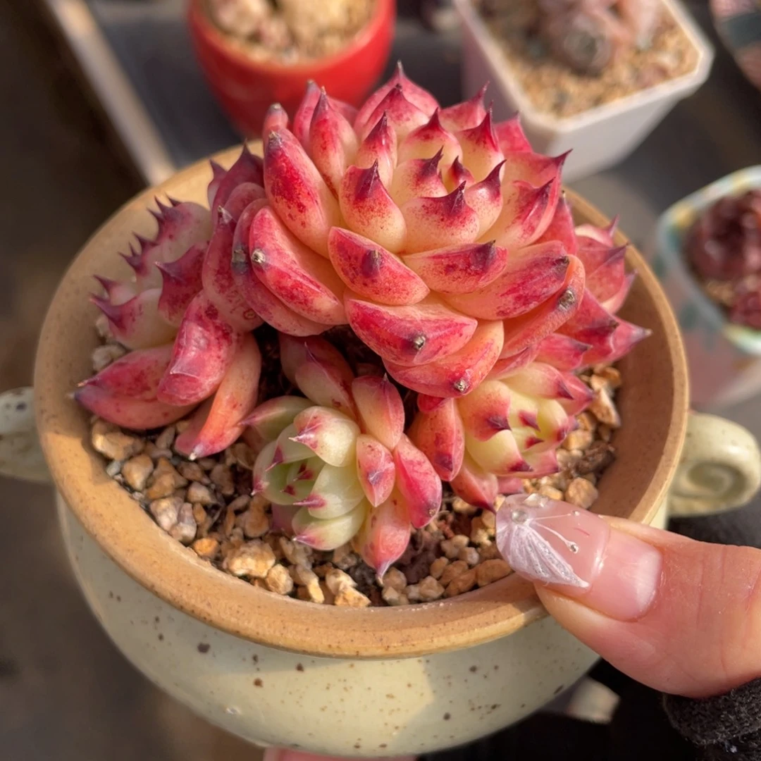 东云杂整装无砍带盆