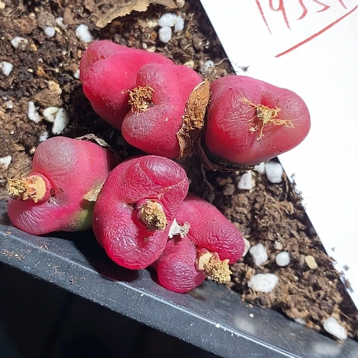 19351。  两颗三头艳丽。