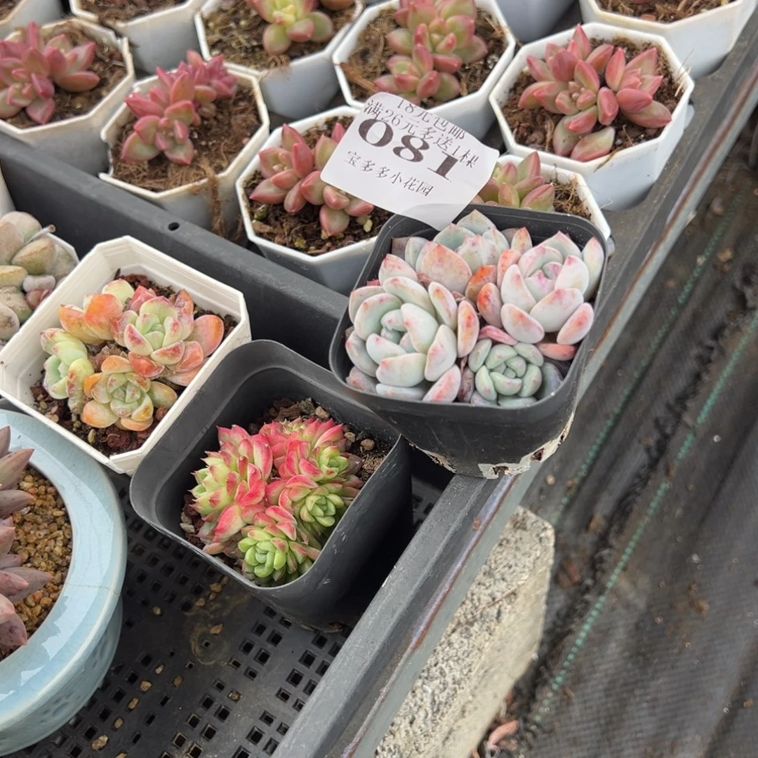 俊***3081号红石群量拍多肉满18元包邮下午发货