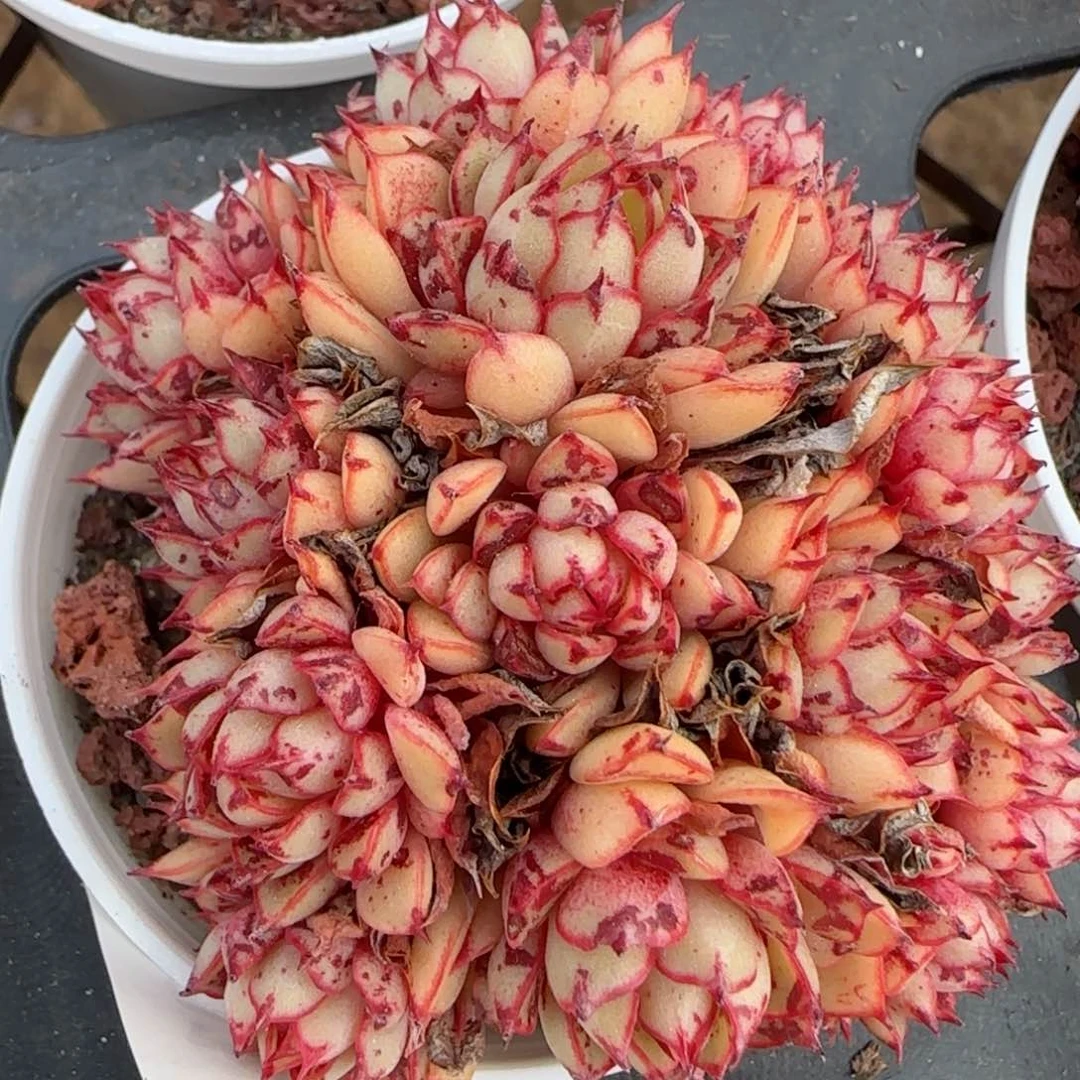 花语逸境0210-101