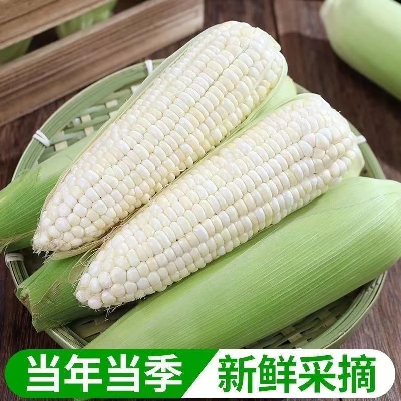 【次日达】5斤白糯玉米新鲜甜糯牛奶玉米四川省