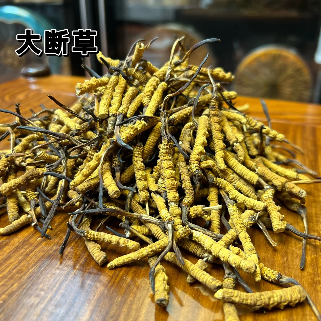 【2025年新干草】大断草 小黄芽高原特产 品质滋补