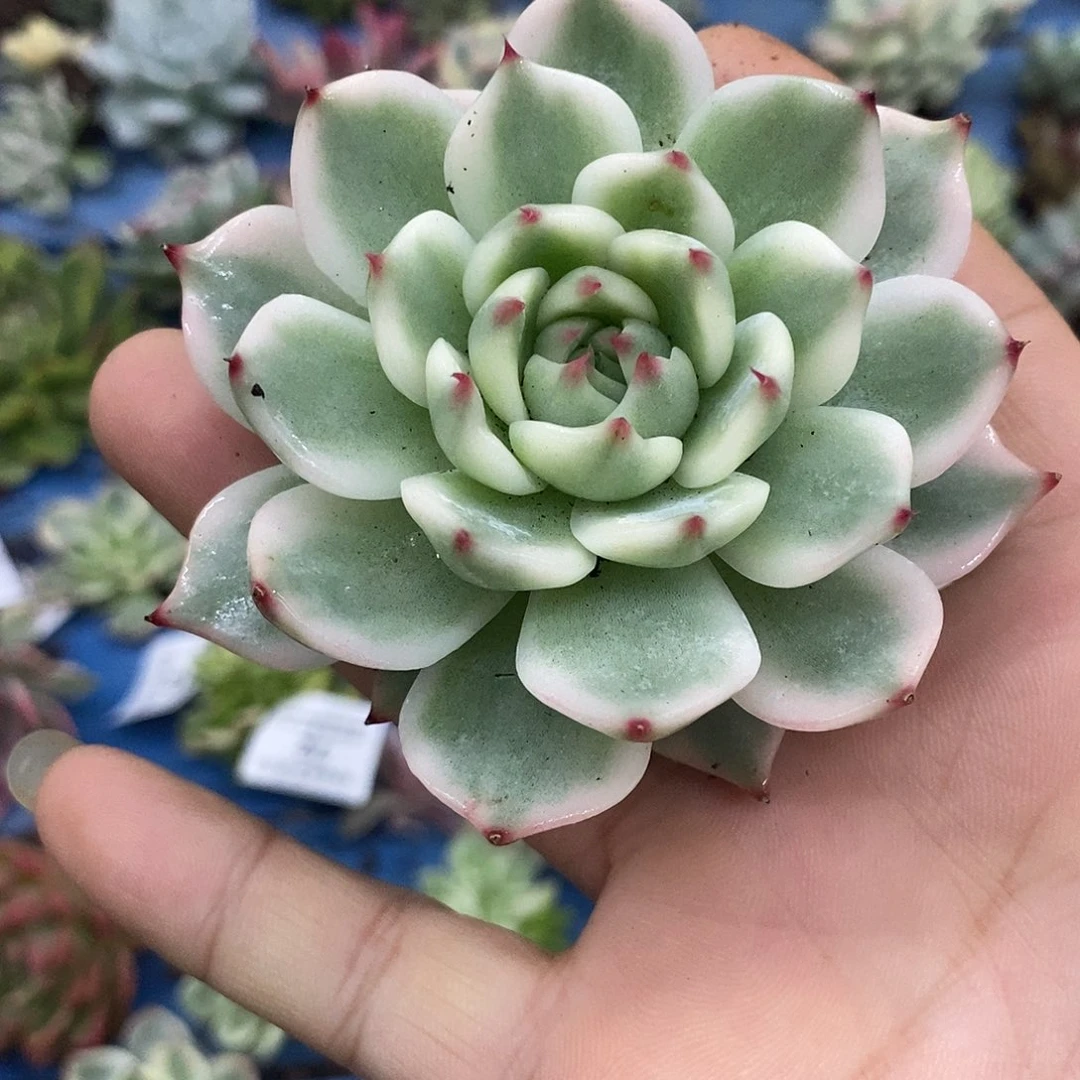 207吉娃娃覆轮锦炸多肉植物哇啦塞