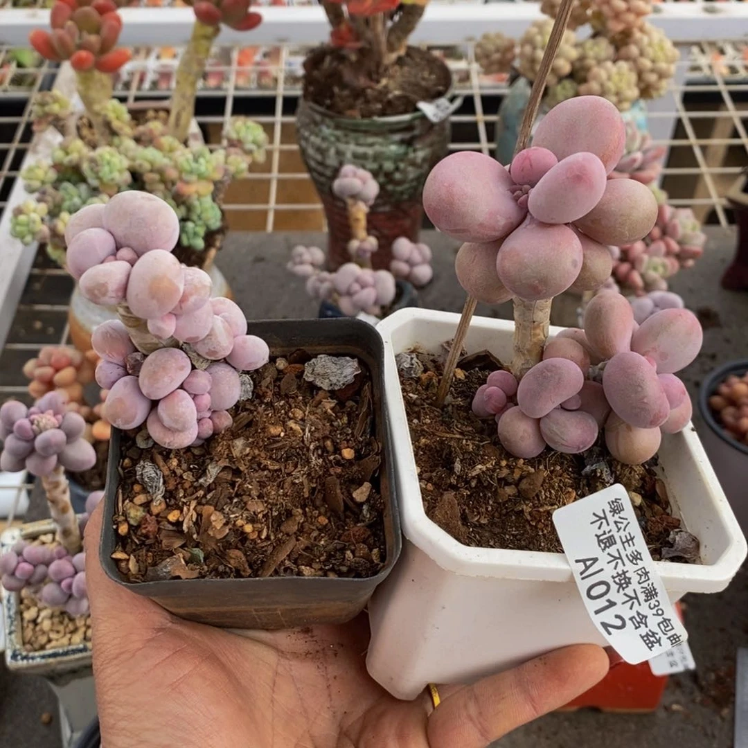 落**晖橙奶012/3cm2颗