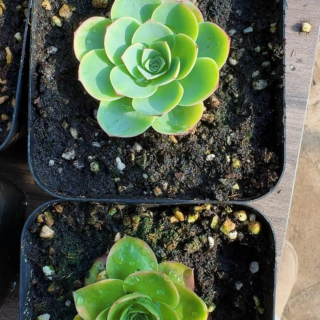 开播福利569两颗山地玫瑰