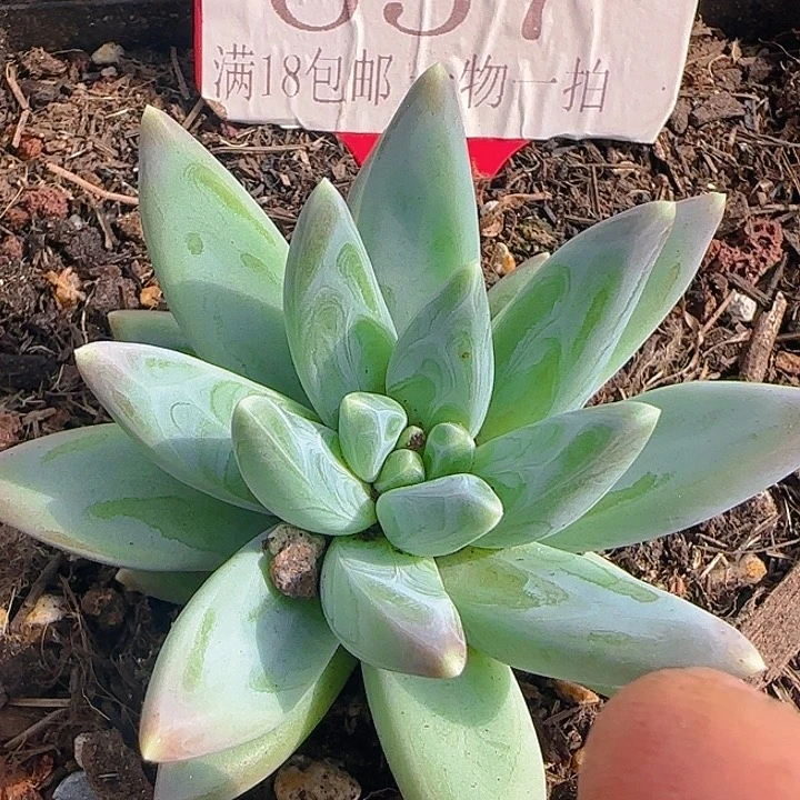 娜美美人657多肉植物