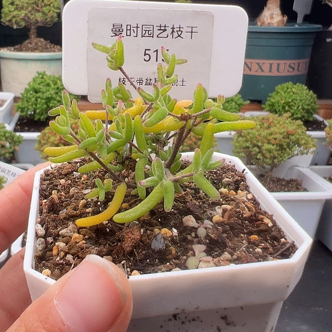 515号彩虹卷老桩12.17多肉