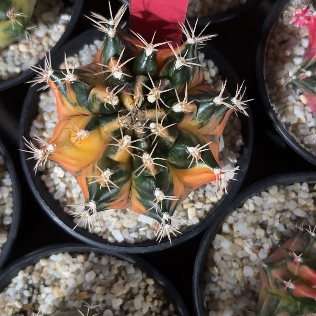 224-1117泰国发货多肉