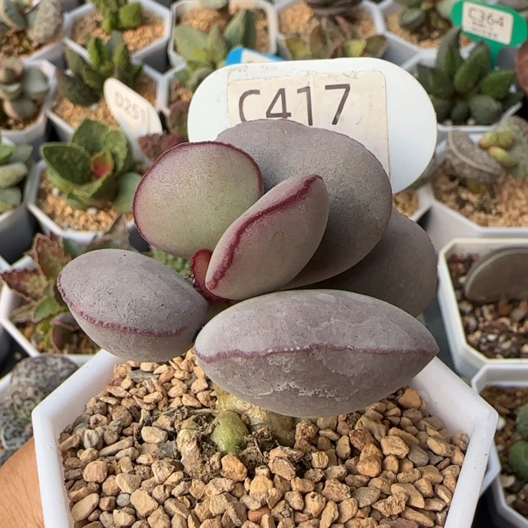 红蛋老桩。   417。