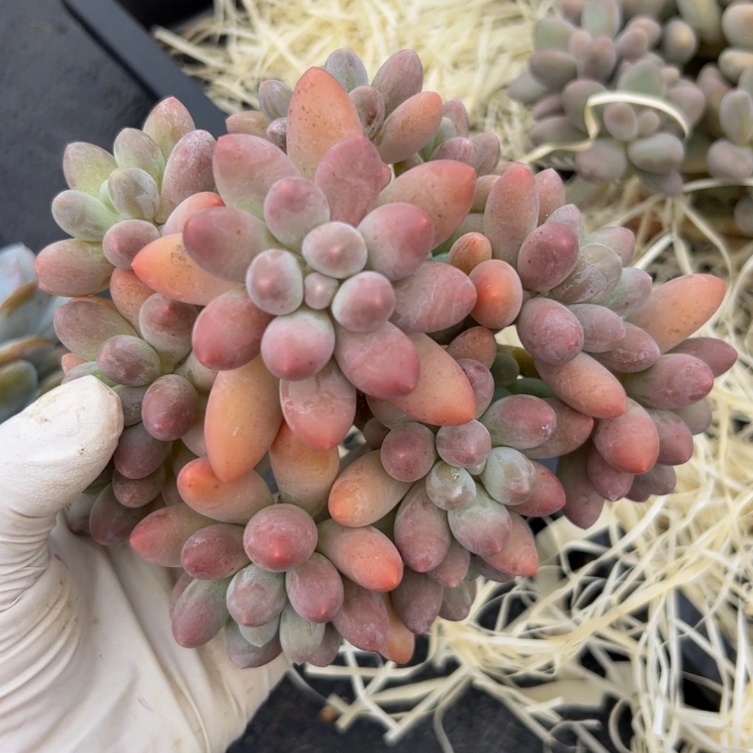 汤圆自然群多肉植物