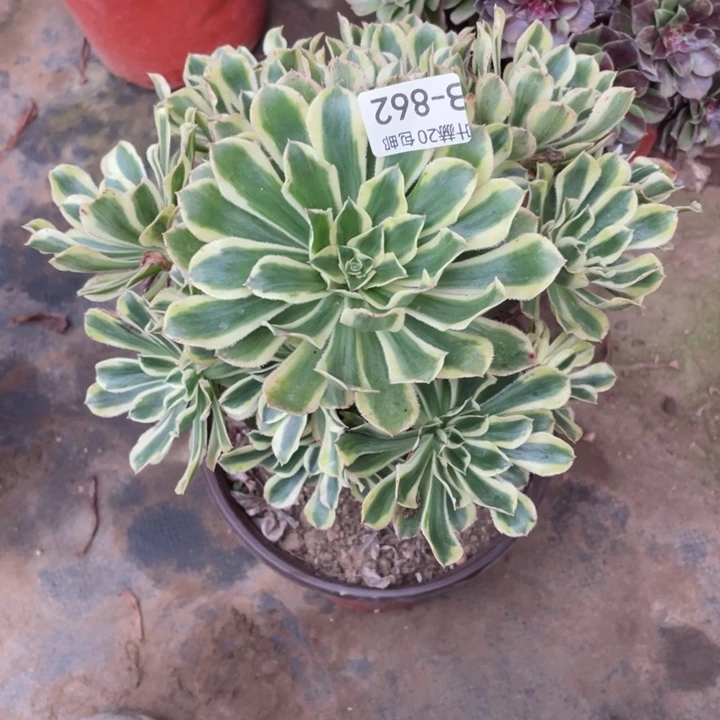 862白兰地多肉12345789