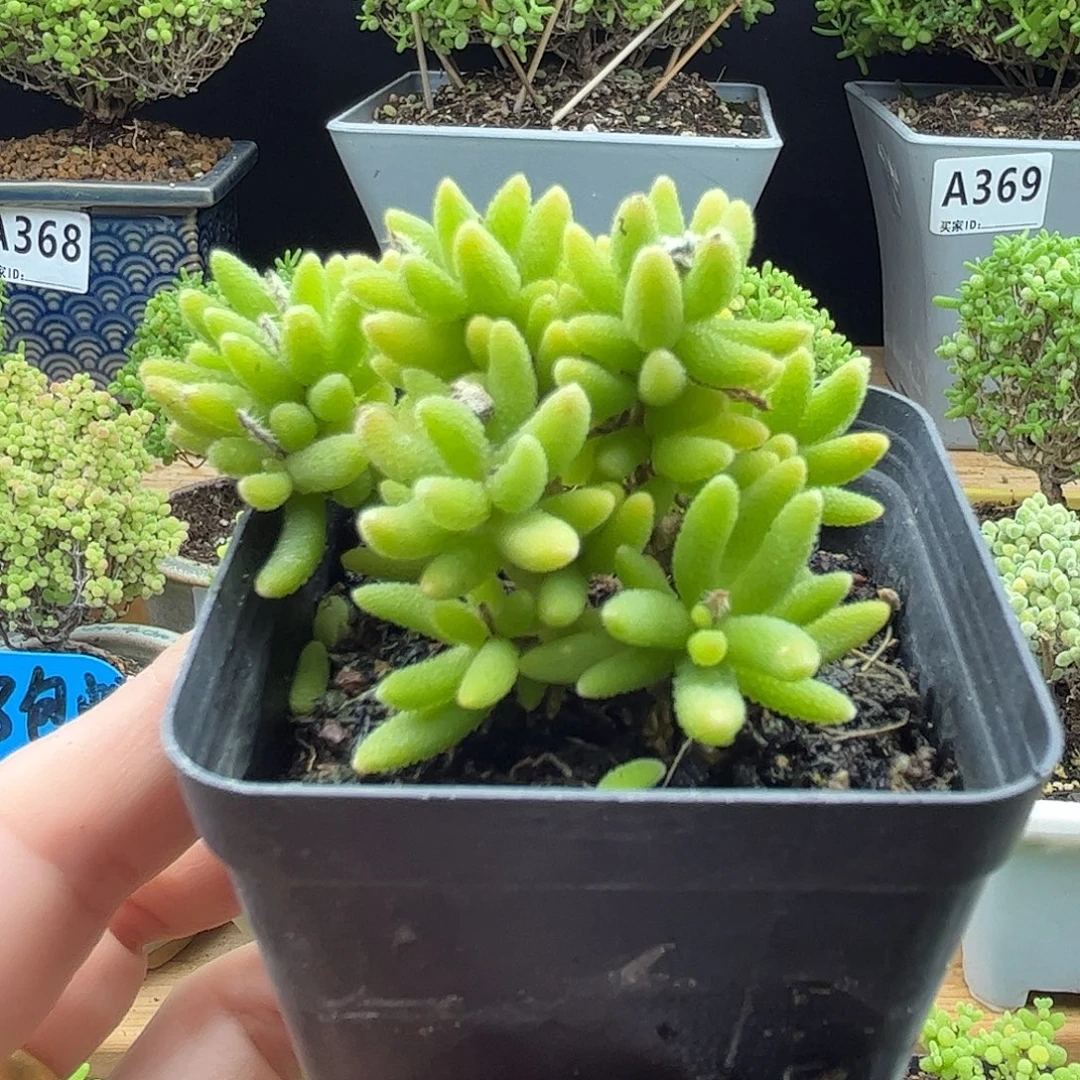 54狐尾优选枝干番杏