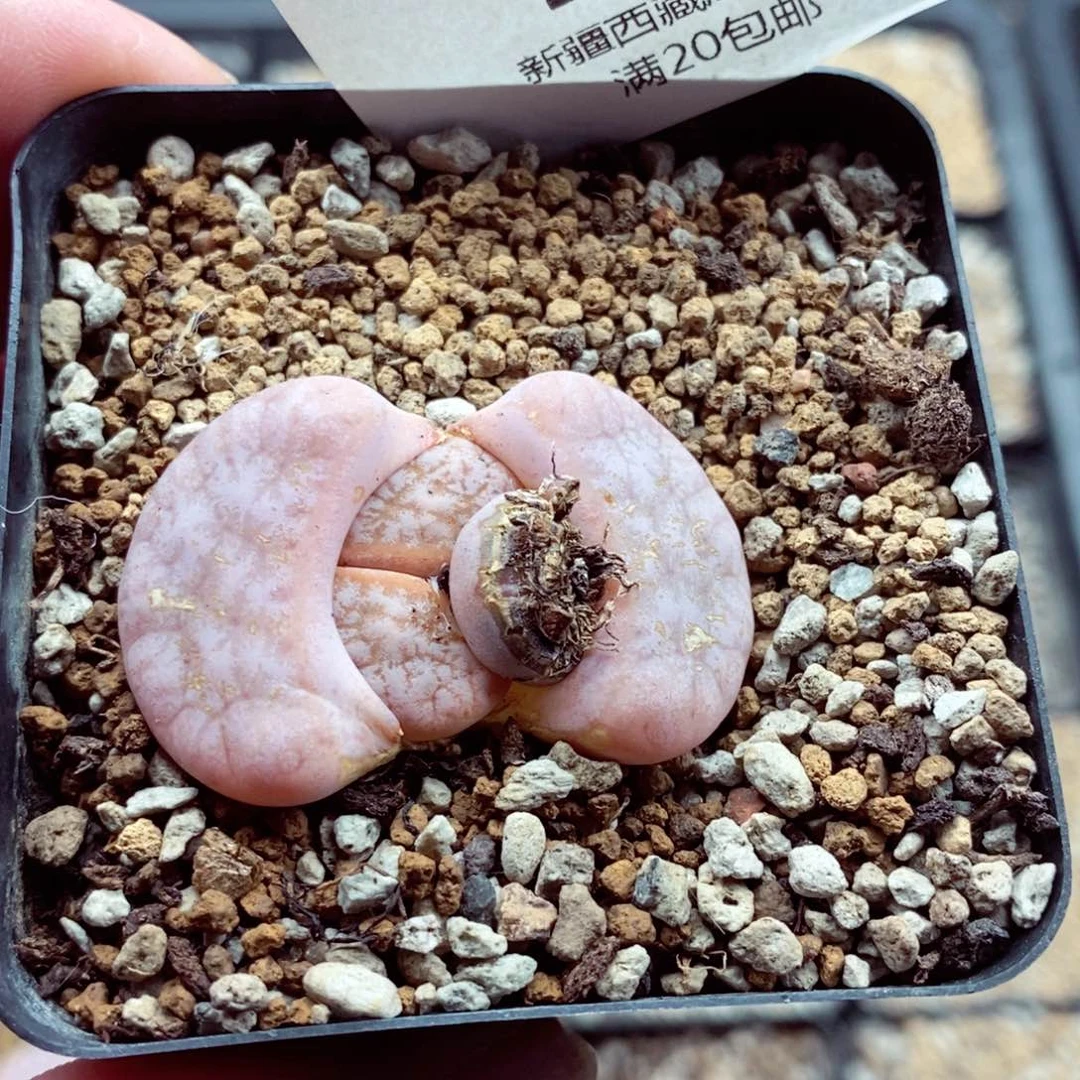 雨***我的小姐姐们都是我144