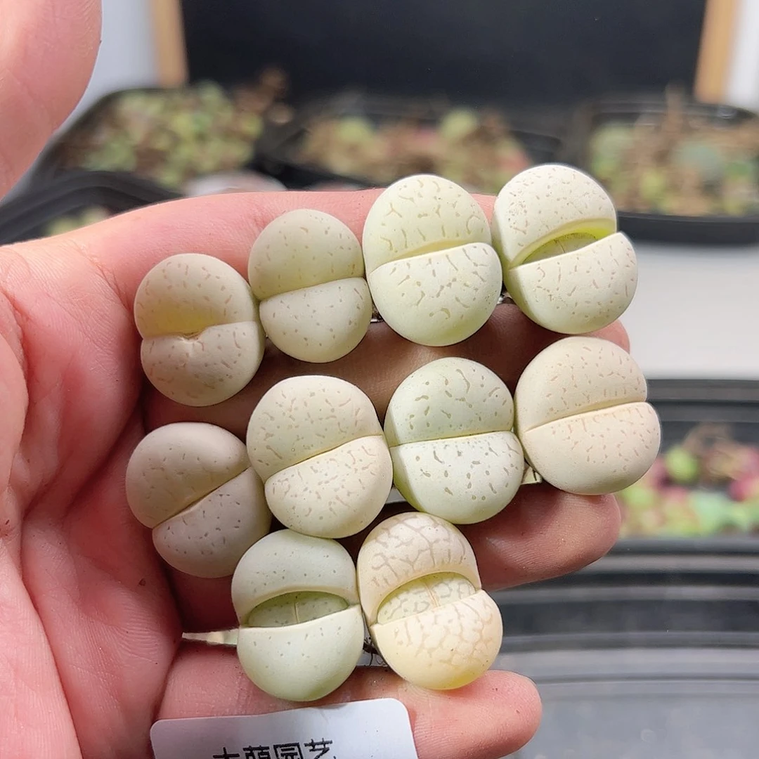 0000657 一物一拍……