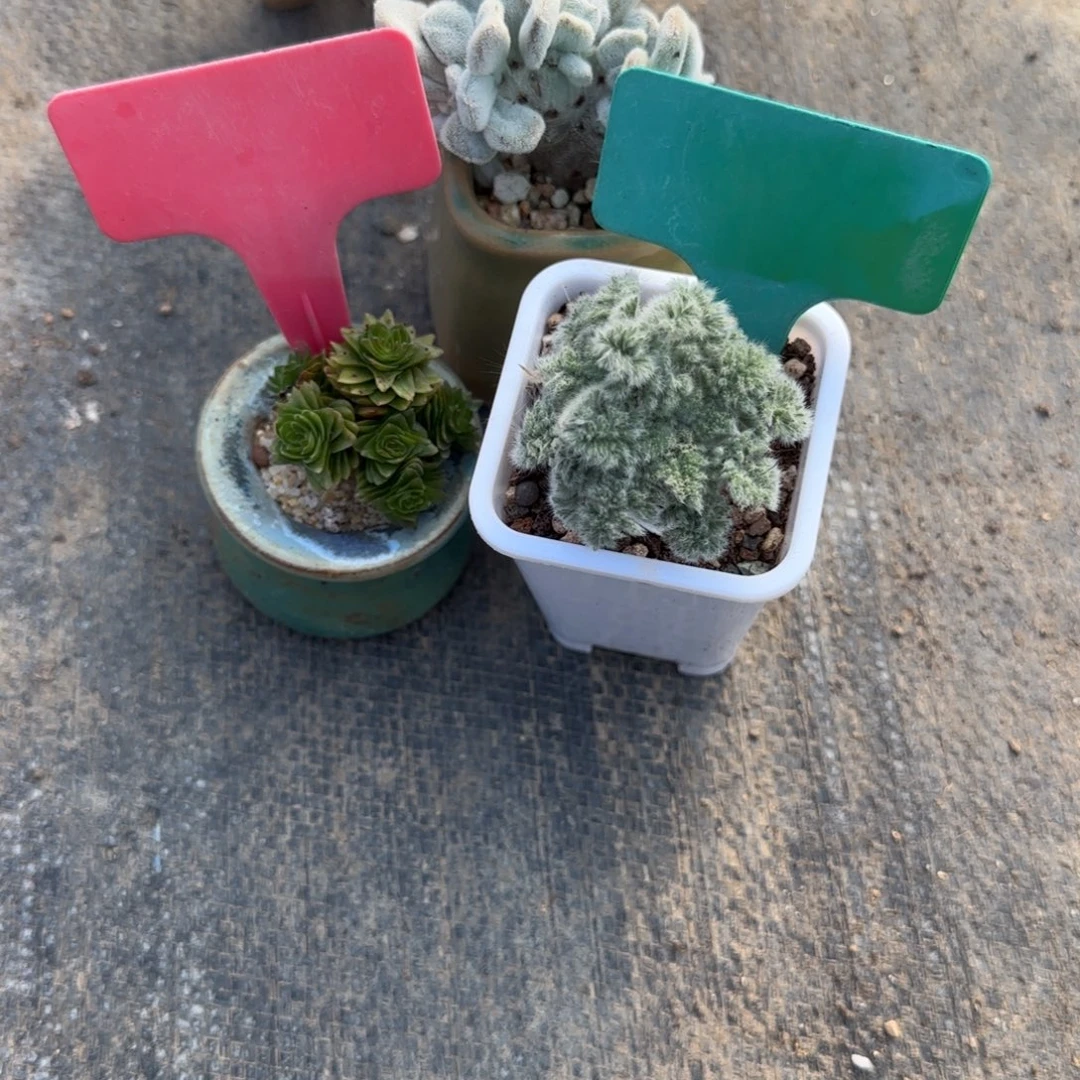 小***盆多肉植物快更两颗，我