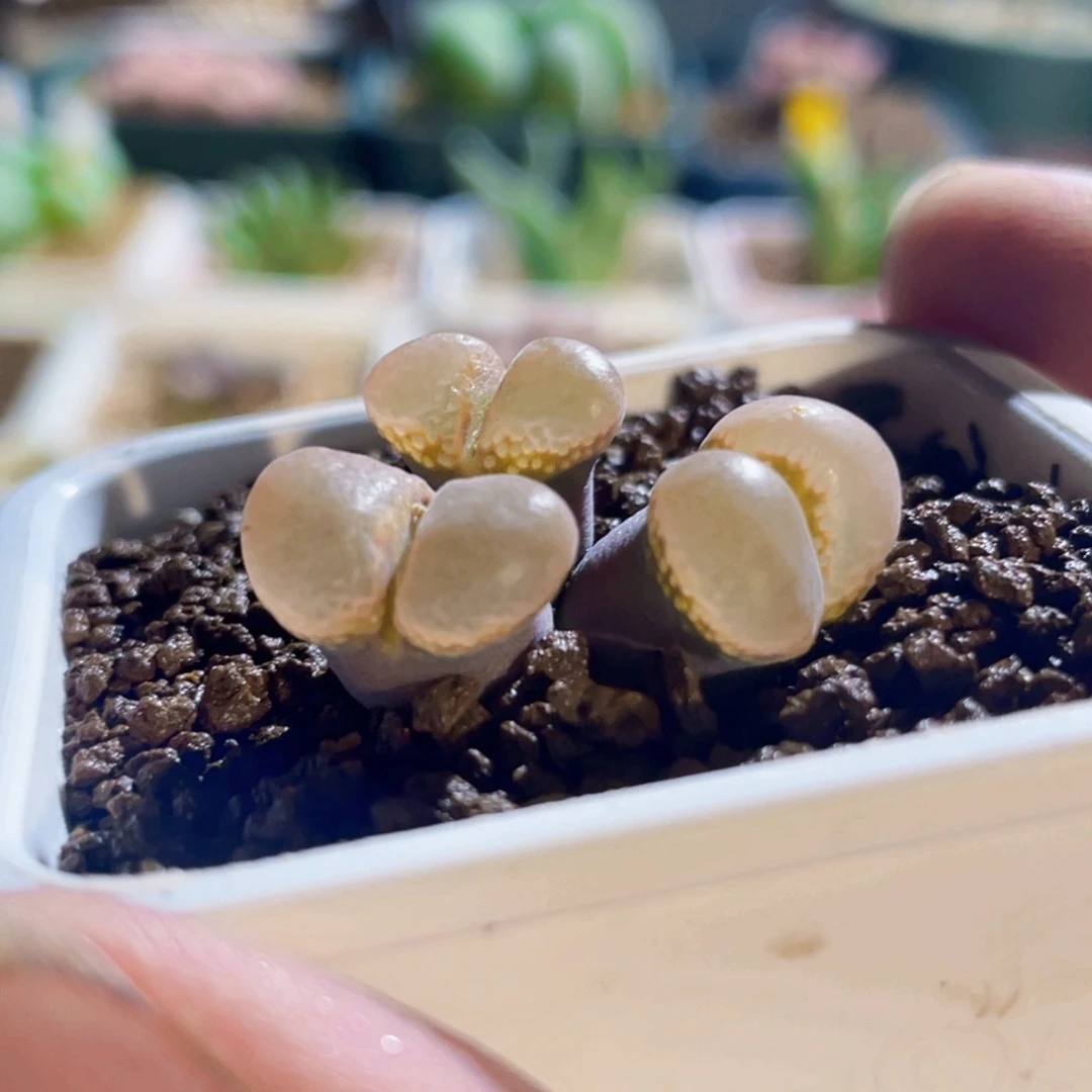 紫体帕法德风铃植物一物一拍