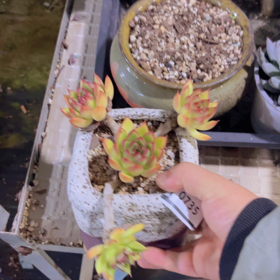 东云多肉植物0735