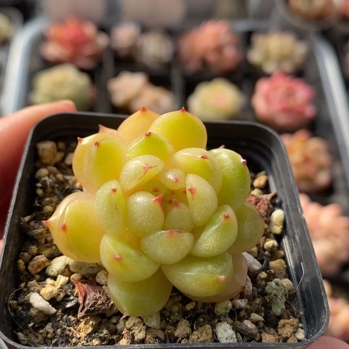 糖果珍妮 多肉 12.9