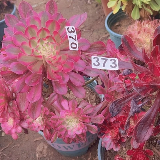 哇***了多肉植物两个法师