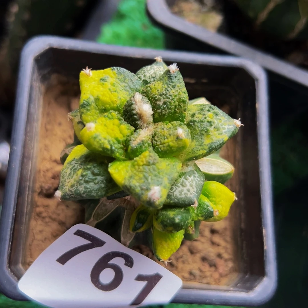 无花朵福利龟甲牡丹锦761