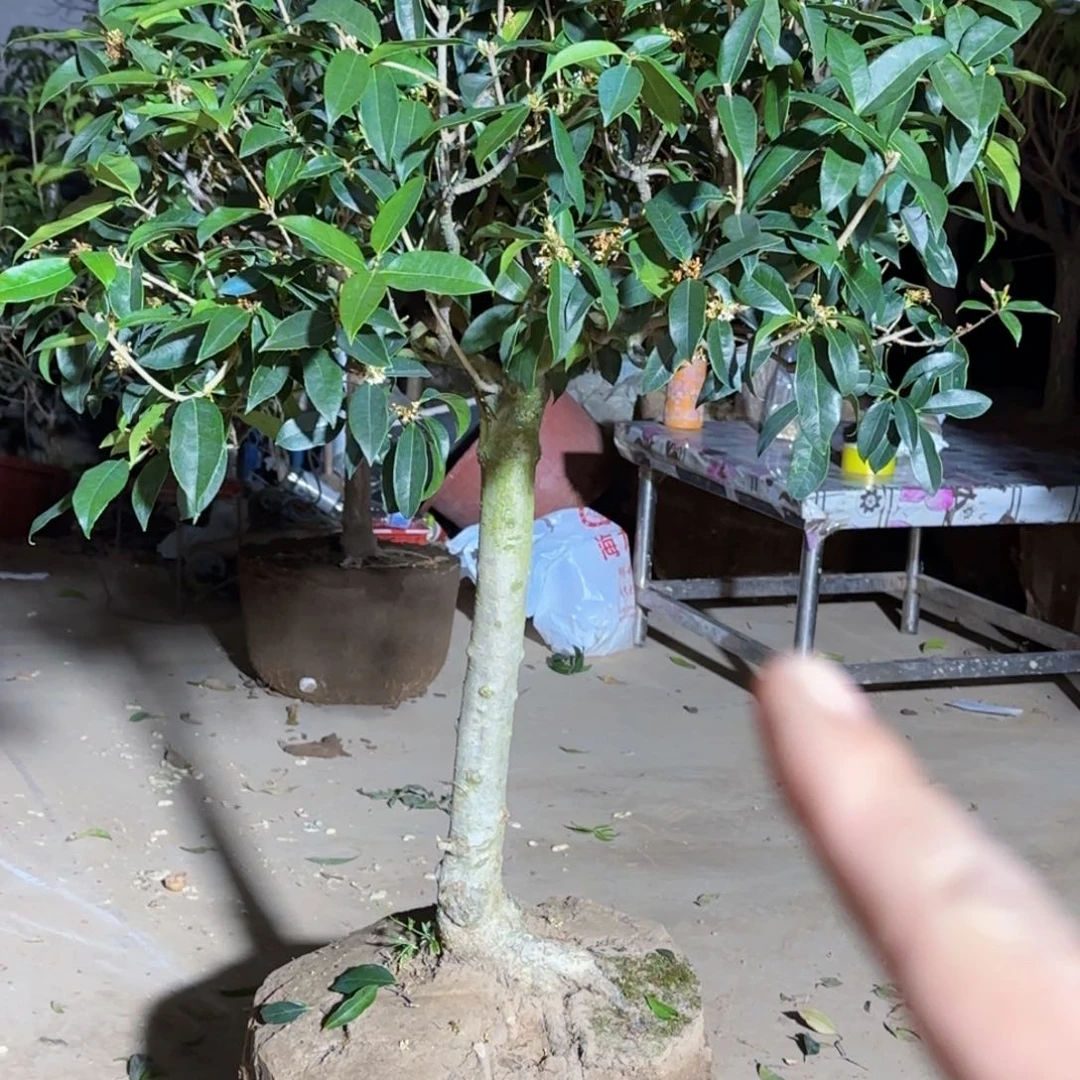 氟**技桂花。 四季桂系列