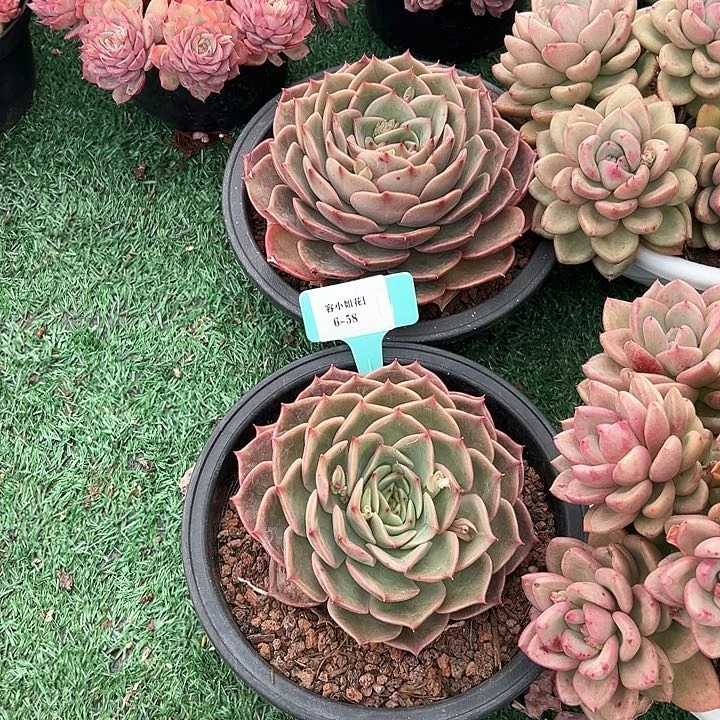 658安吉一个脱土