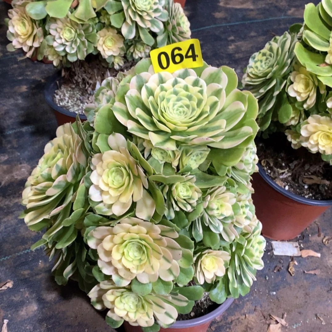 欧***购辛尼亚多肉法师064