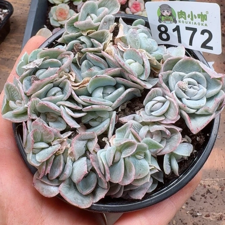 多肉植物多肉植物