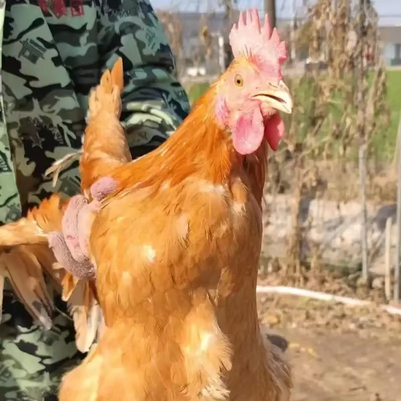 吕四渔港发货 走地鸡 老母鸡