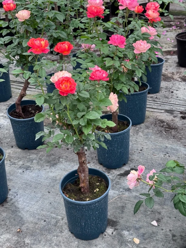 月季花苗四季开浓香大花庭院花卉植物玫瑰盆栽