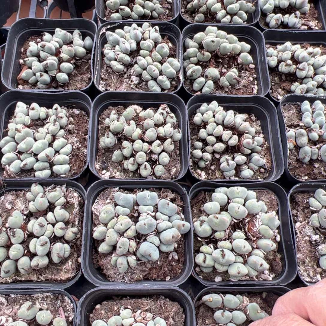 新疆包邮 口笛群