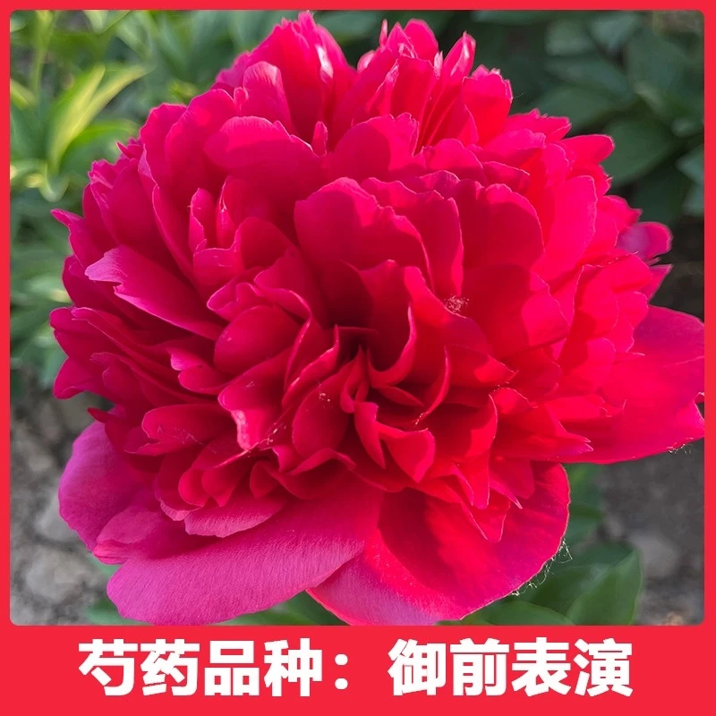 【御前表演】芍药菏泽重瓣芍药  秋后栽种