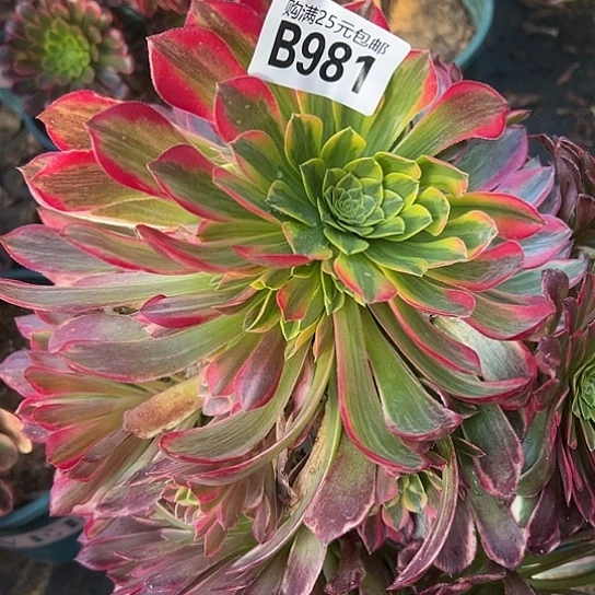 墨*多肉植物一个