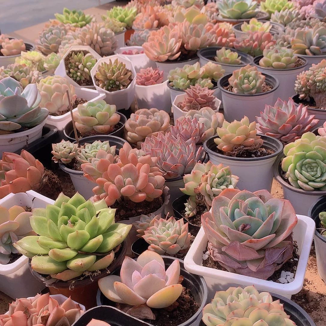 4颗不同品种组合3578899999