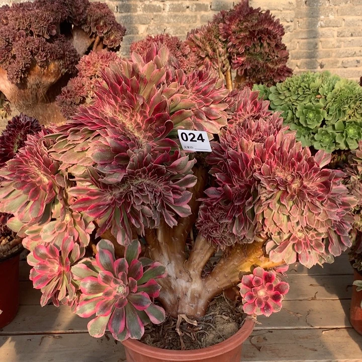 024粉女郎缀多肉法师