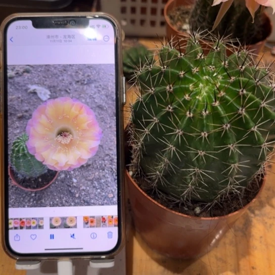 露露黄紫拉丝7公分左右