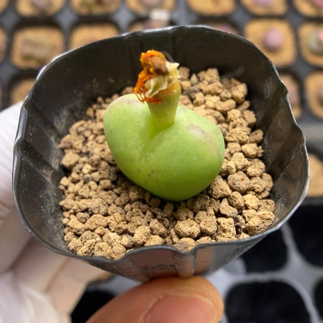 多肉植物肉锥杂交K-3493（1.9）将桃 爆炸纹