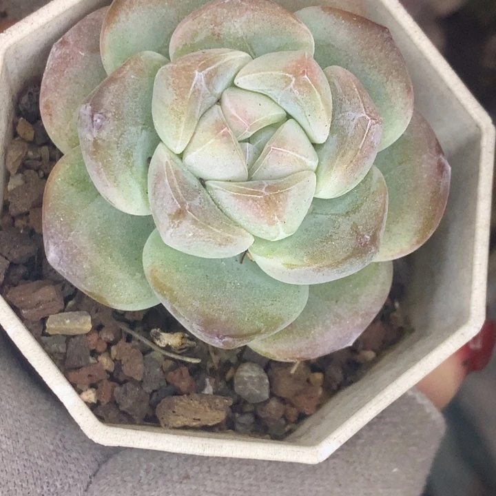 冰玉老 （不满9.99发空盆冷地区不拍保温扣3.9多肉）