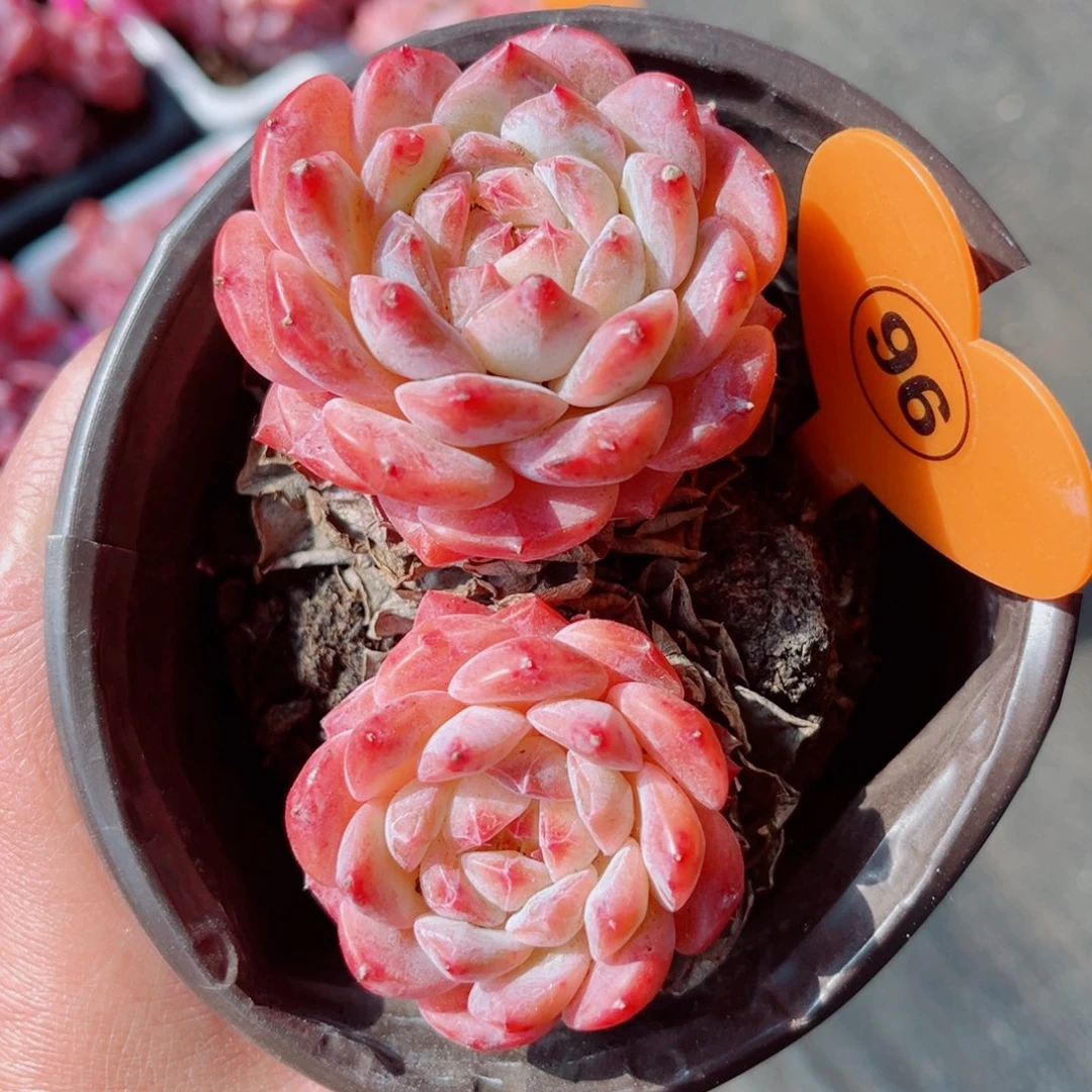 96号小老桩糖钻双头