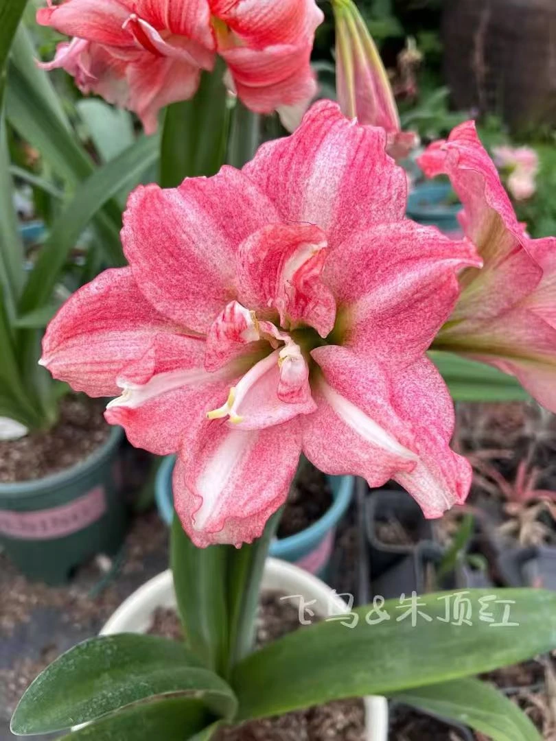 【霓见星】球根台朱默认花叶【包对版到手鲜活不包养护】