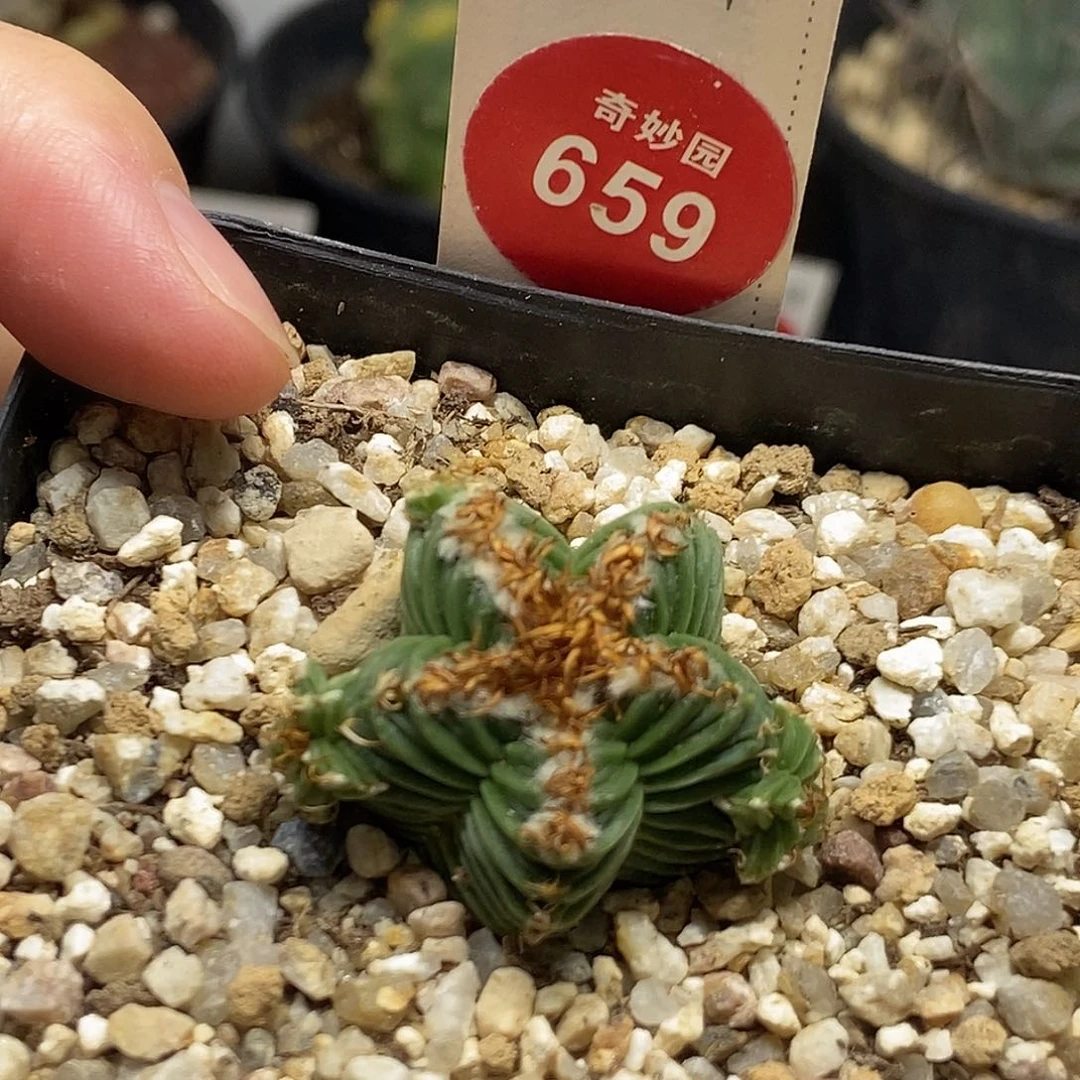 自根五星群3cm一棵