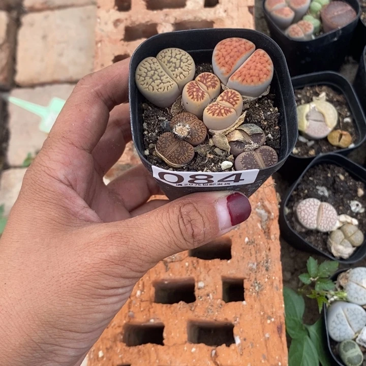 猪**。生石花等植物084