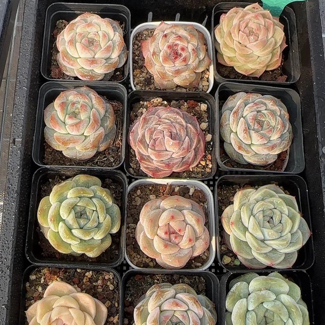 从前慢花园精选0119-94